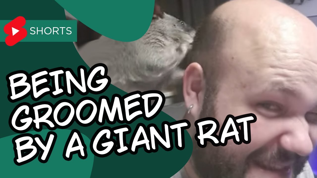 What's it like to be groomed by a Giant Gambian Pouched Rat?