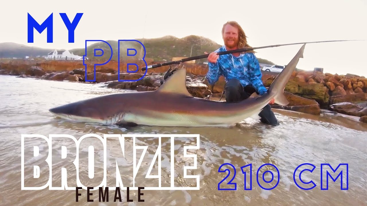 Bronze Whaler shark 210 cm - False Bay , Cape Town , South Africa