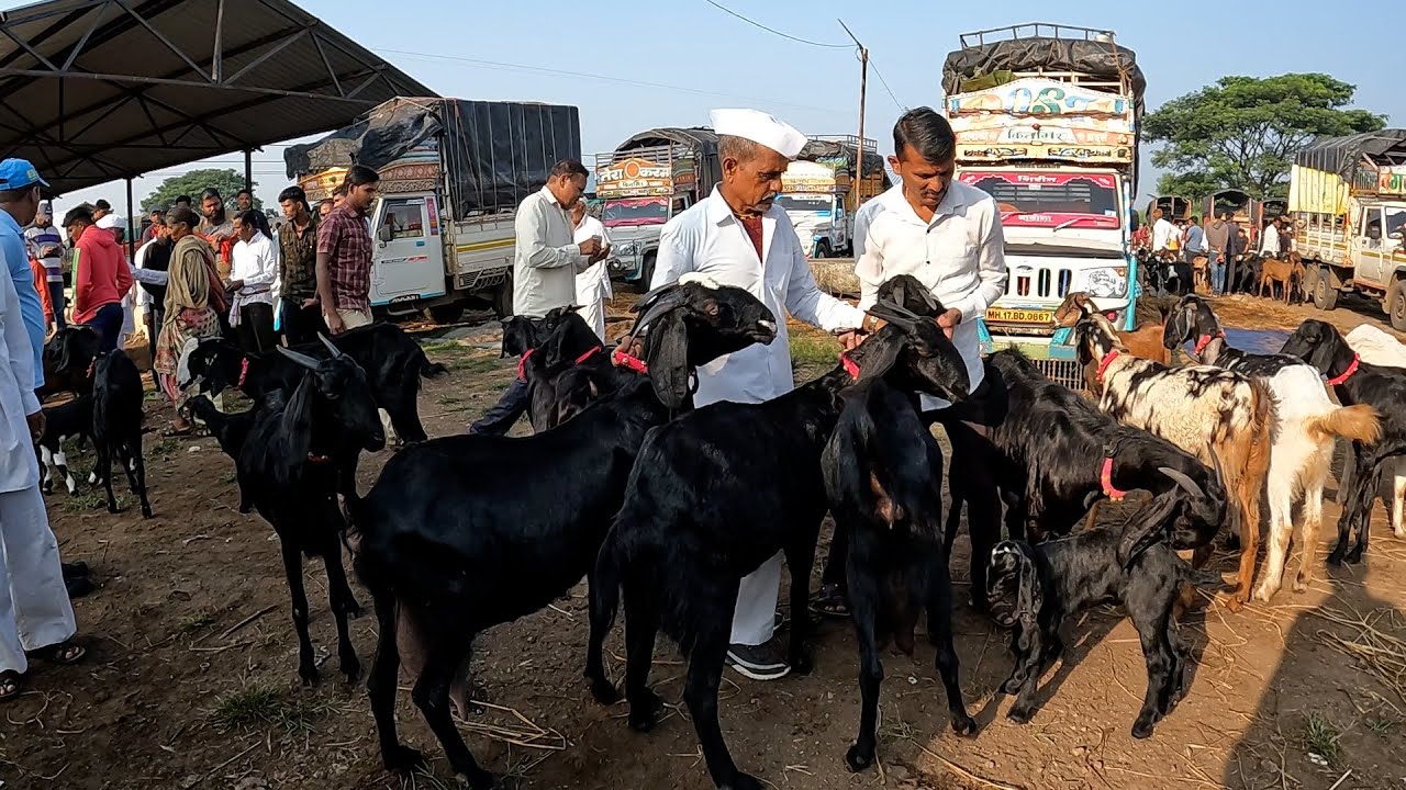 महाराष्ट्रातील सर्वात मोठा शेळ्या मेंढ्या चा बाजार | 26/10/2024 (शनिवार)चाकण बकरी बाजार अपडेट |