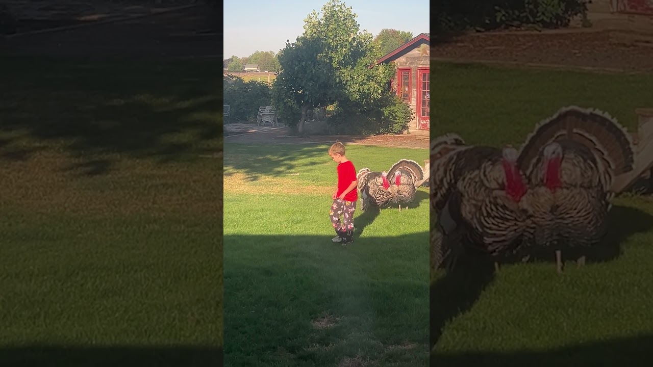 Turkeys Follow the Child Quietly 🤫