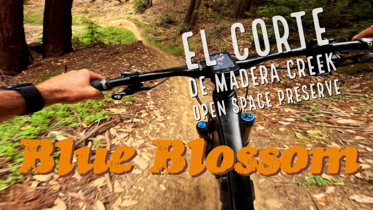 Blue Blossom | El Corte de Madera | MTB 4K HDR