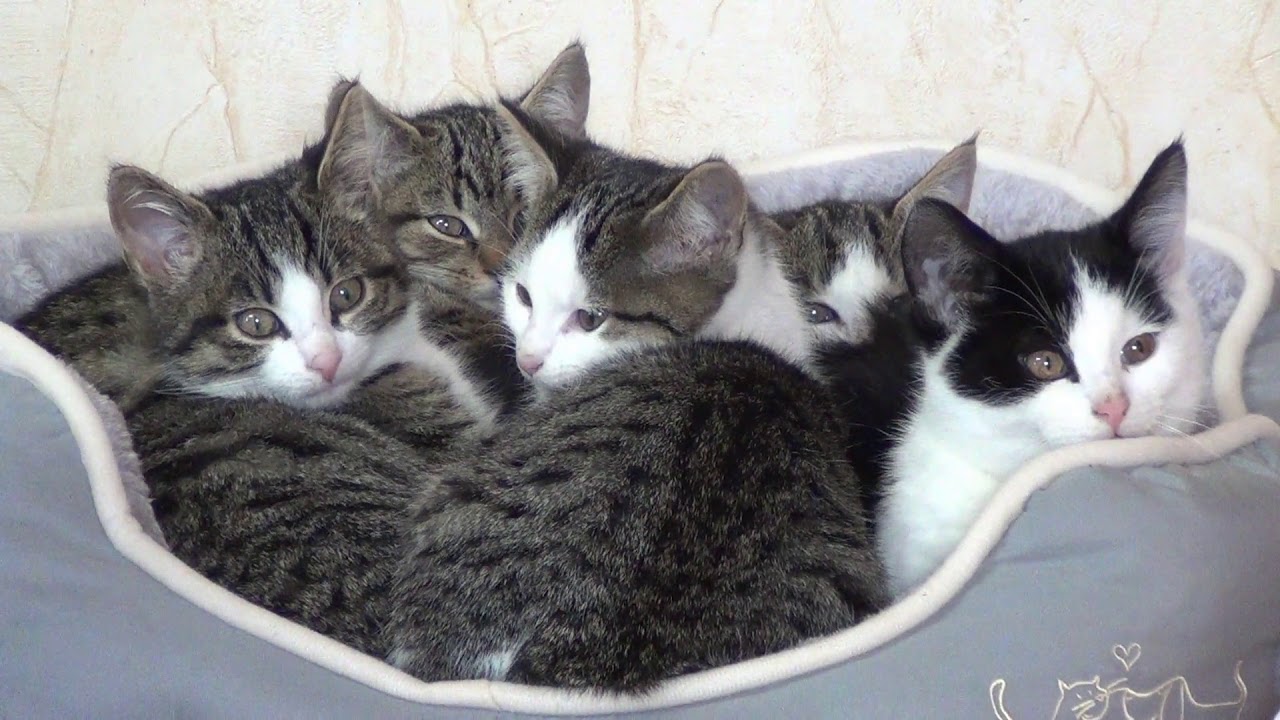 Kittens sleeping together