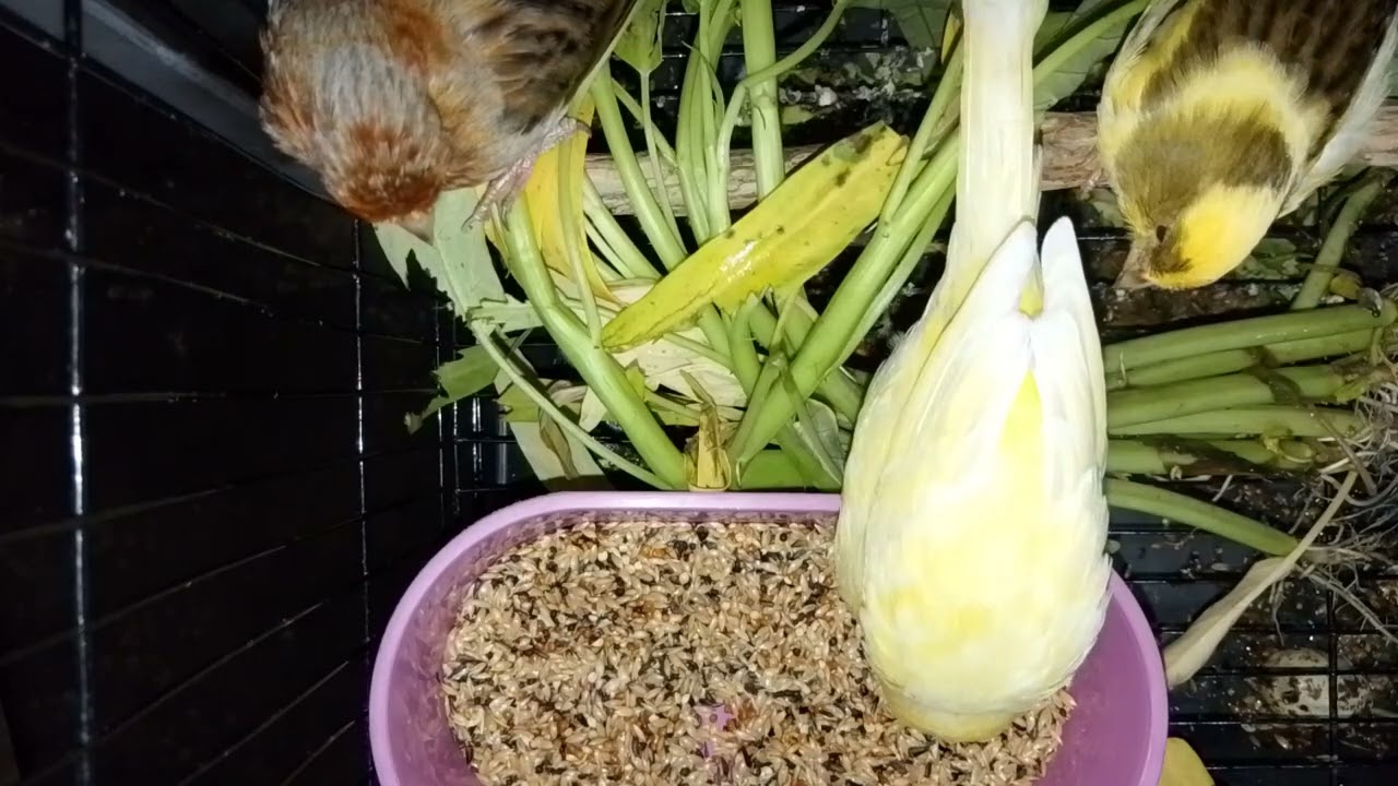 Penjodohan kenari 2 betina 1 jantan