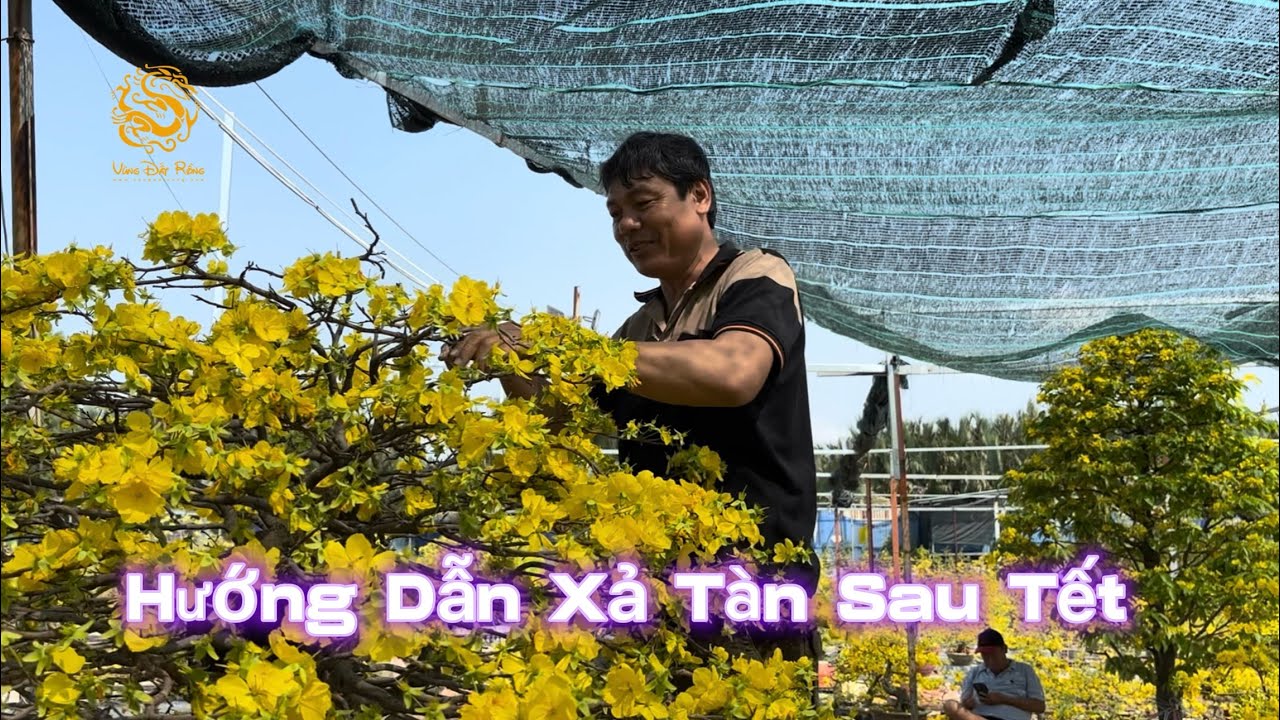 Út Lạ hướng dẫn xả tàn Mai Vàng sau Tết 2026|Vùng Đất Rồng 
