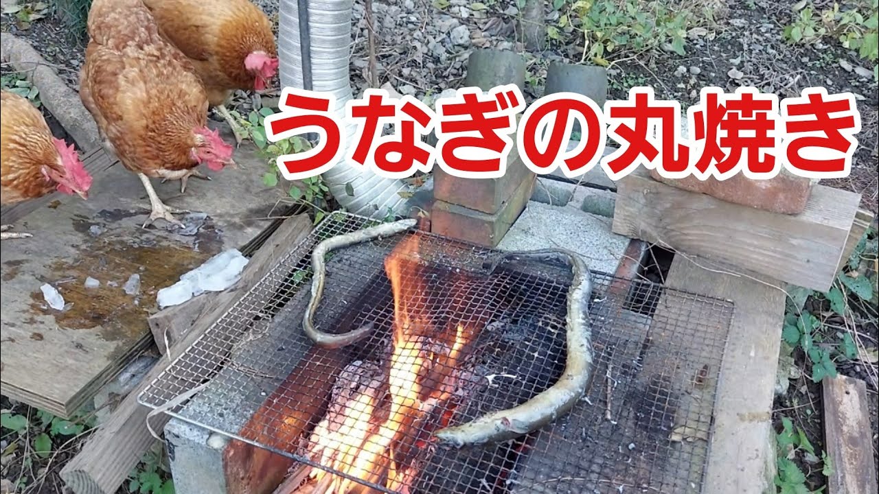【ニワトリ飼育】ご褒美に天然うなぎの丸焼きを差し入れ！
