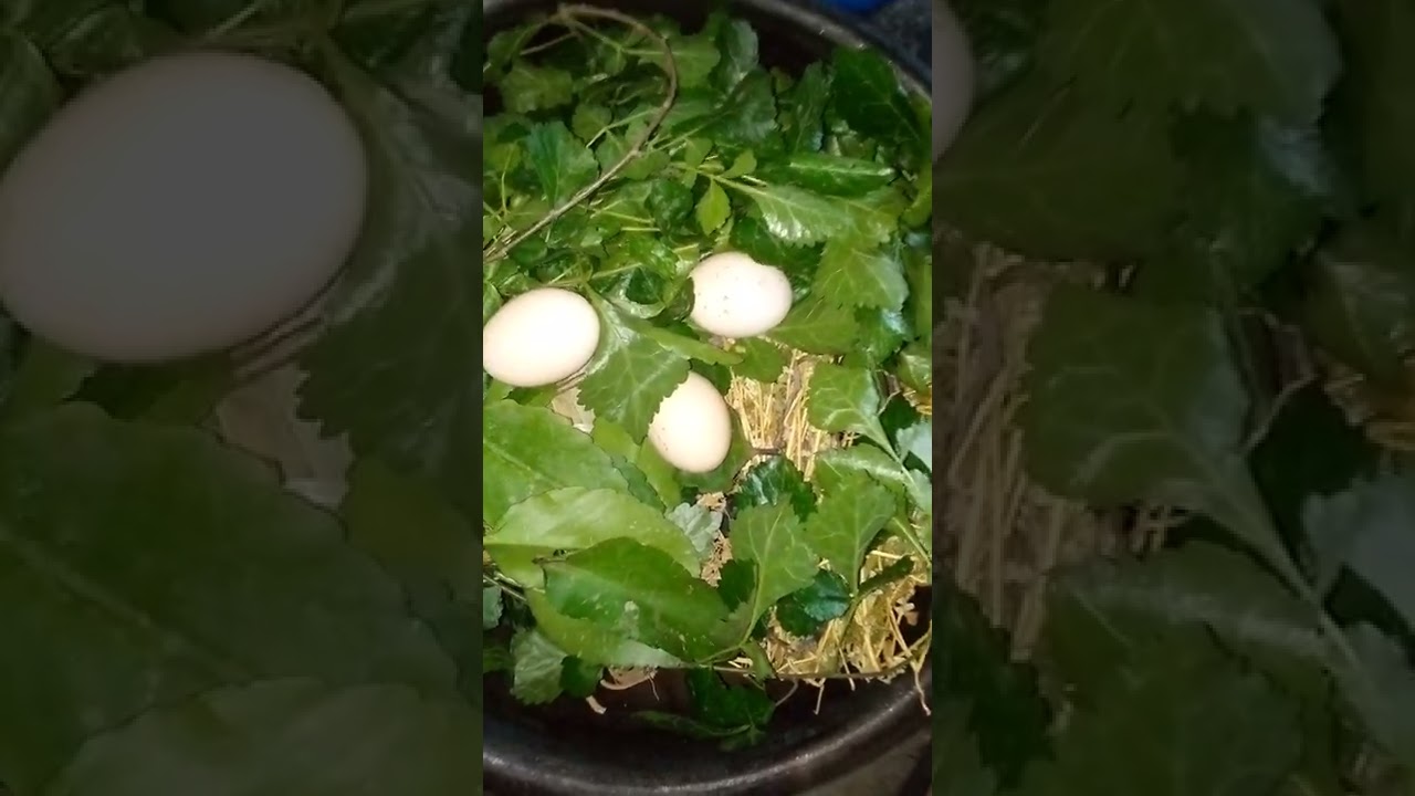 OSHOLE OWO NLA TOSISE BI OGUN OWO TESTED OKAY, 1957 EKAN LARIN ODUN META LAMANSE ISEYI ODAJU PUPO