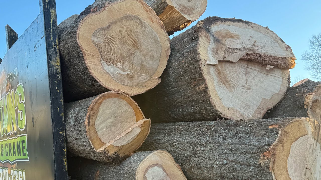 Cutting down 3 Huge oak trees! One almost 7ft across!