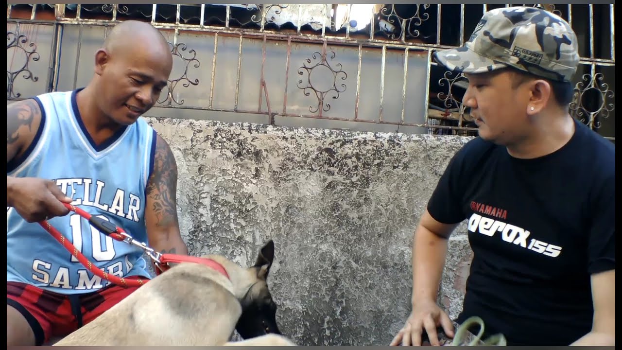BELGIAN MALINOIS PUPPIE part 1