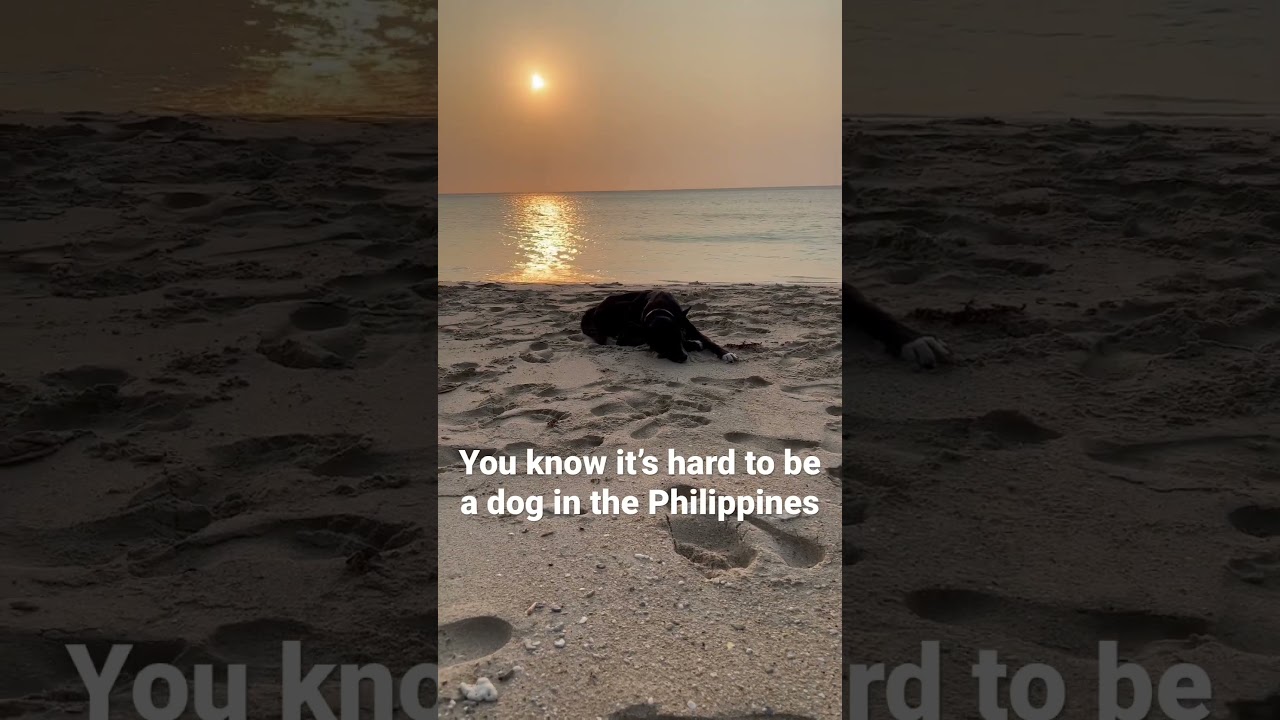 Hard knock Philippine Dogs