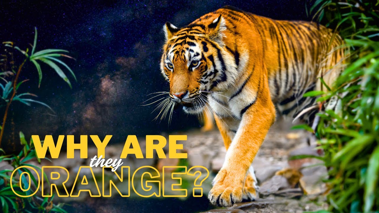 Why Orange Is Perfect Camouflage for Tigers?