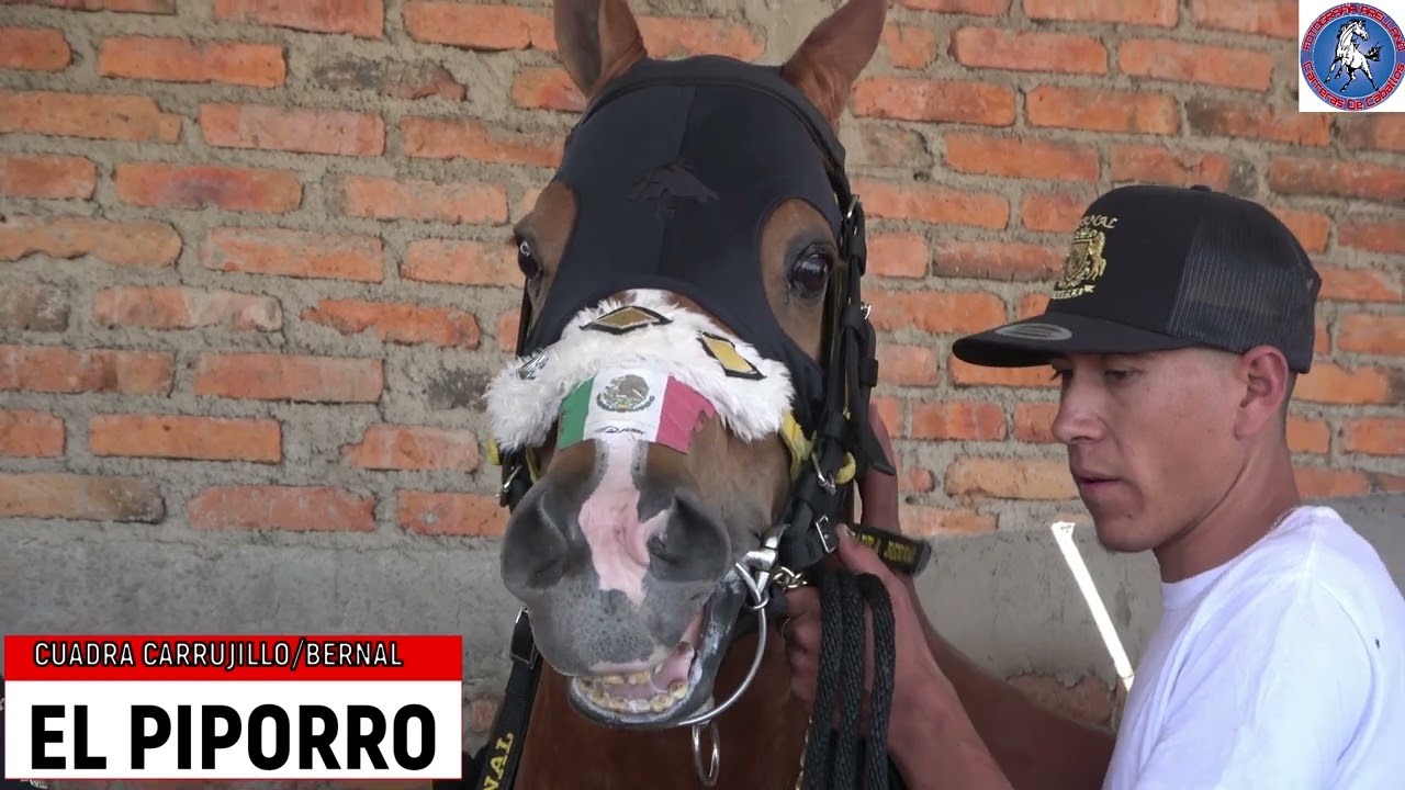 BANDIDO vs PIPORRO   San Marcos Race Track
