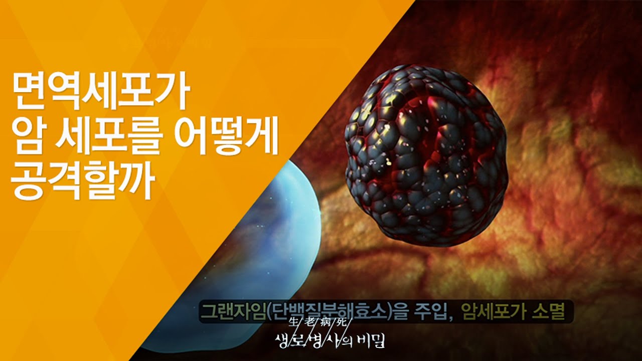면역세포가 암 세포를 어떻게 공격할까 - (20140108_488회 방송)_암 치료 그 후, 생활을 바꿔야 산다