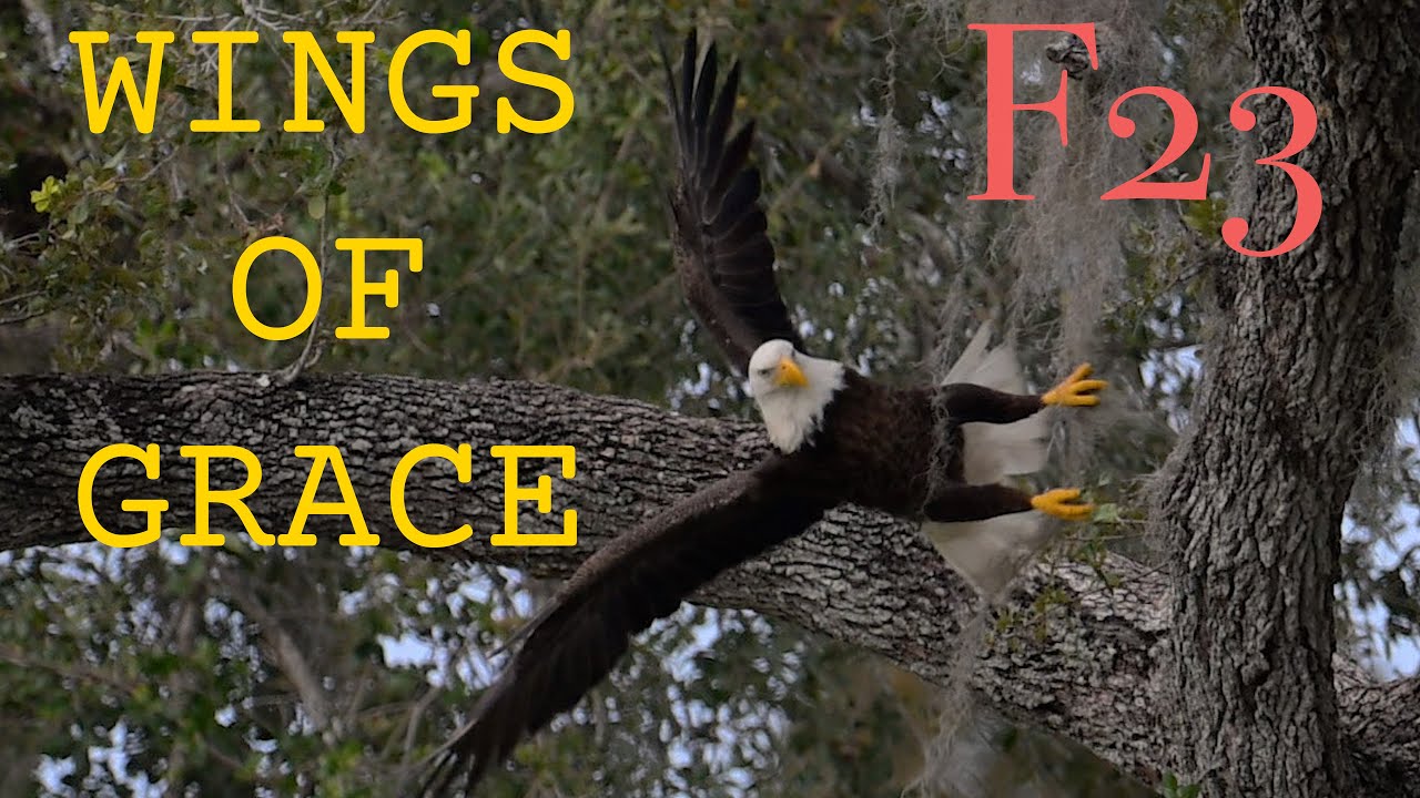 SWFL Eagles- F23 Wings of Grace: A Soaring Symbol of Hope and Faith #eagles #baldeagle #f23