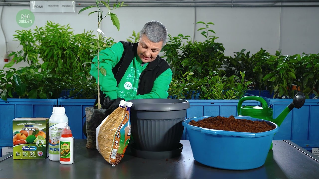 Citricele – Secrete de cultivare 🍋🍊 | Beneficii, plantare la ghiveci și lucrări de întreținere