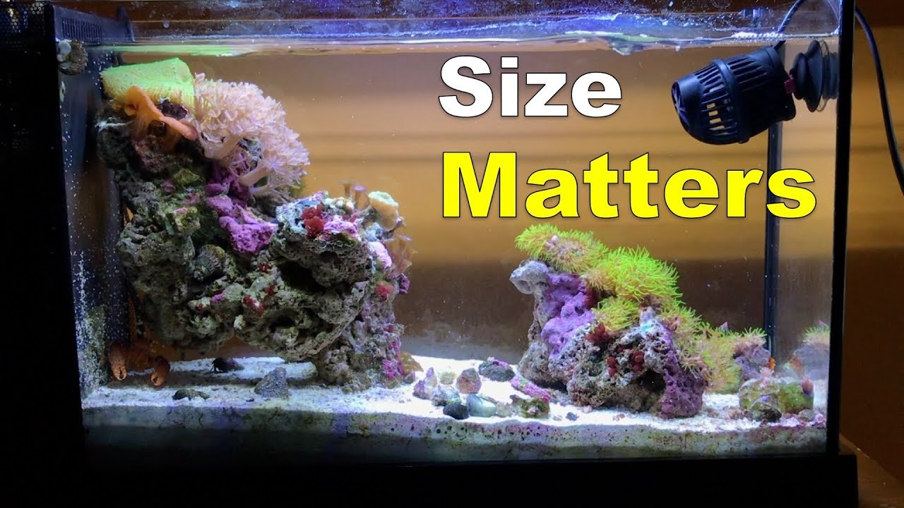 The Truth about the Fluval Evo V - Size