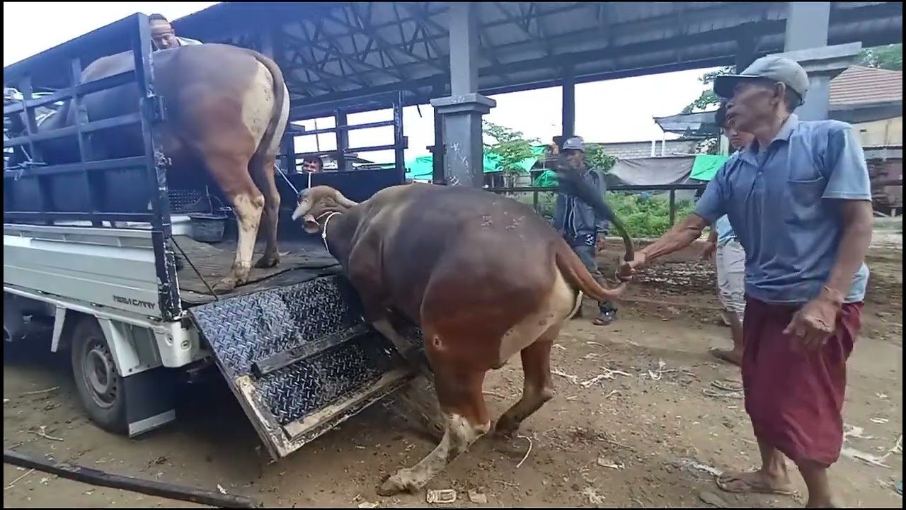 Angkut tiga ekor sapi bali super|GrandonG