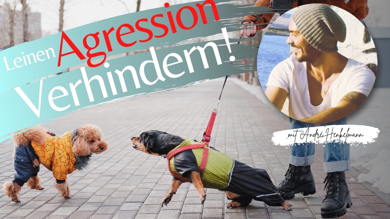 Leinenaggression beim Hund verhindern! So funktioniert´s! Profi-Tipps!