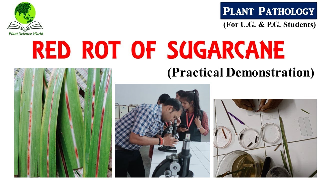 RED ROT OF SUGARCANE (Practical Demonstration)