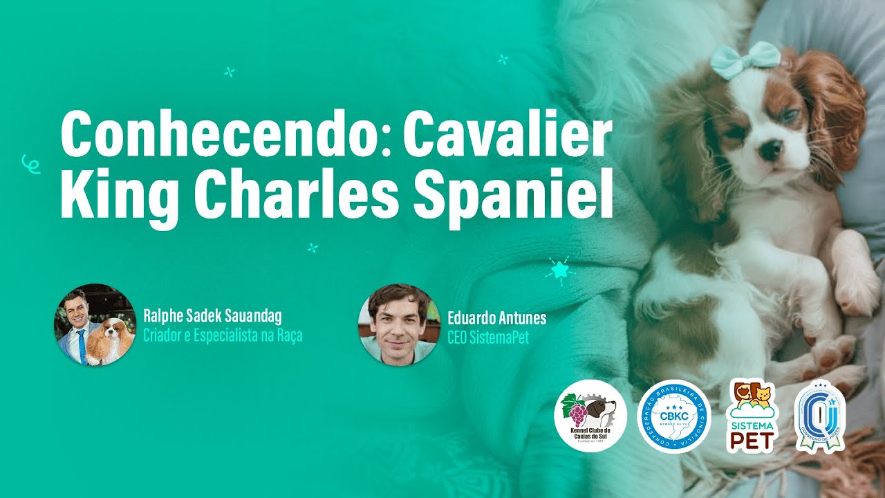 Conhecendo Raças: Cavalier King Charles Spaniel