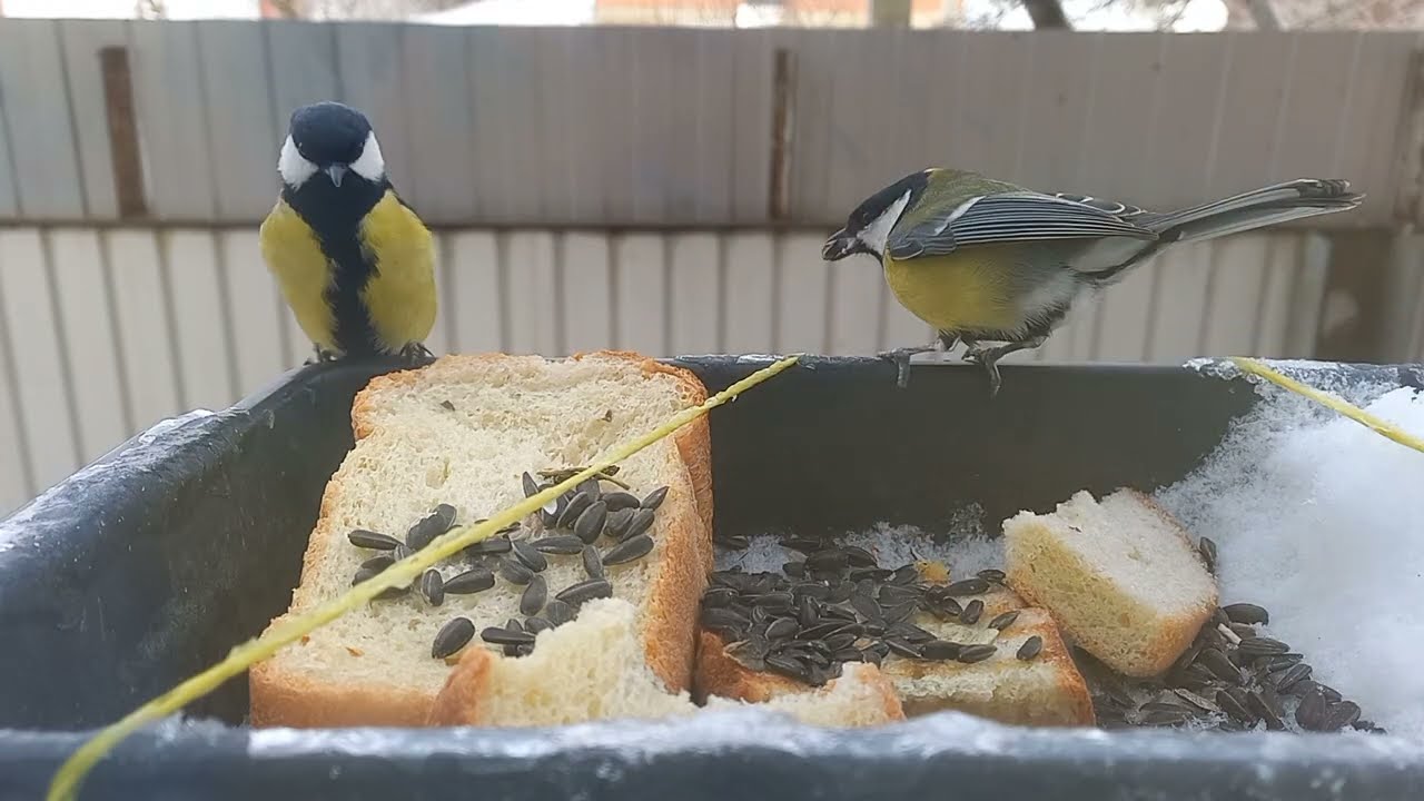 Синицы, зяблики на кормушке