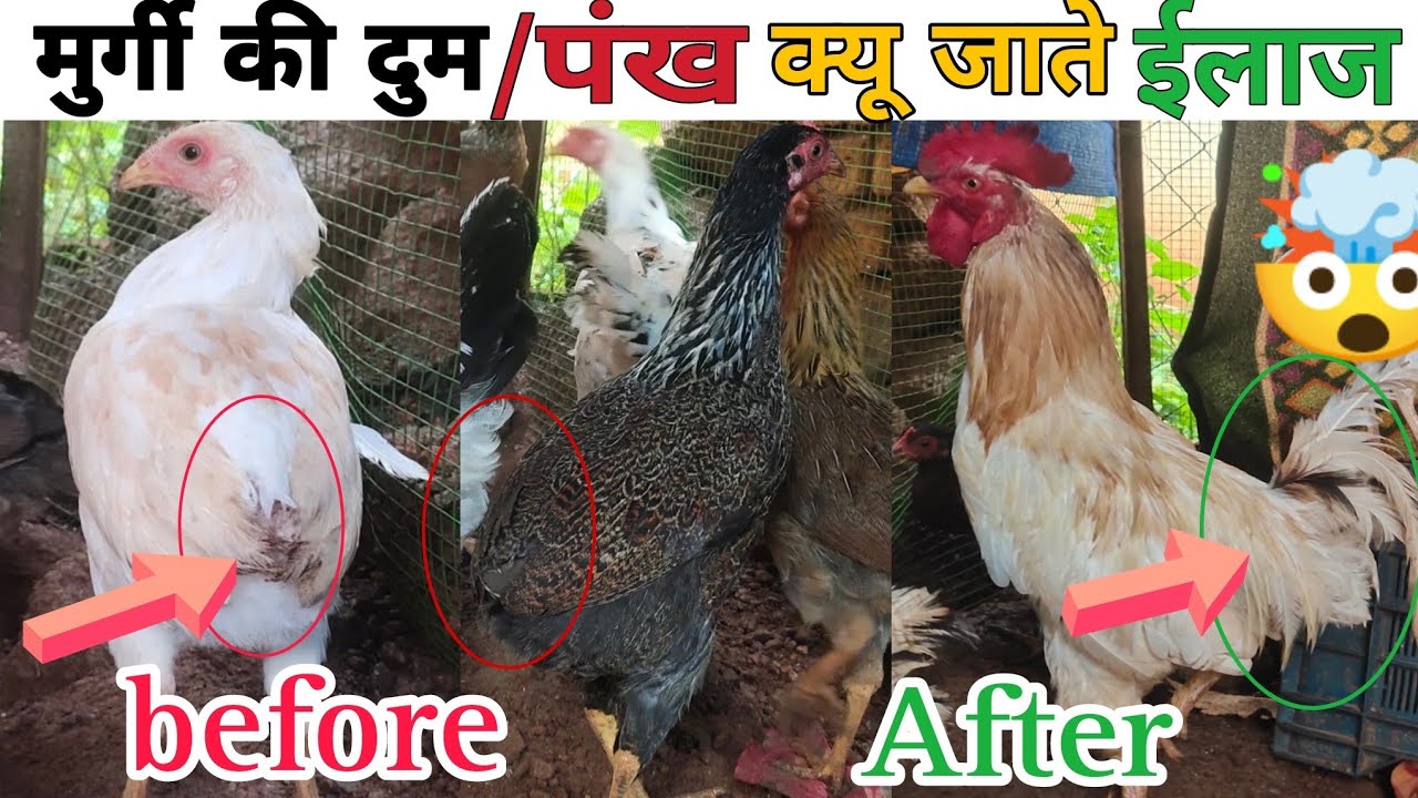 murgi ke pankh kaise nikale । मुर्गी की दुम क्यों जाती । मुर्गी की दुम कैसे लाए #farming