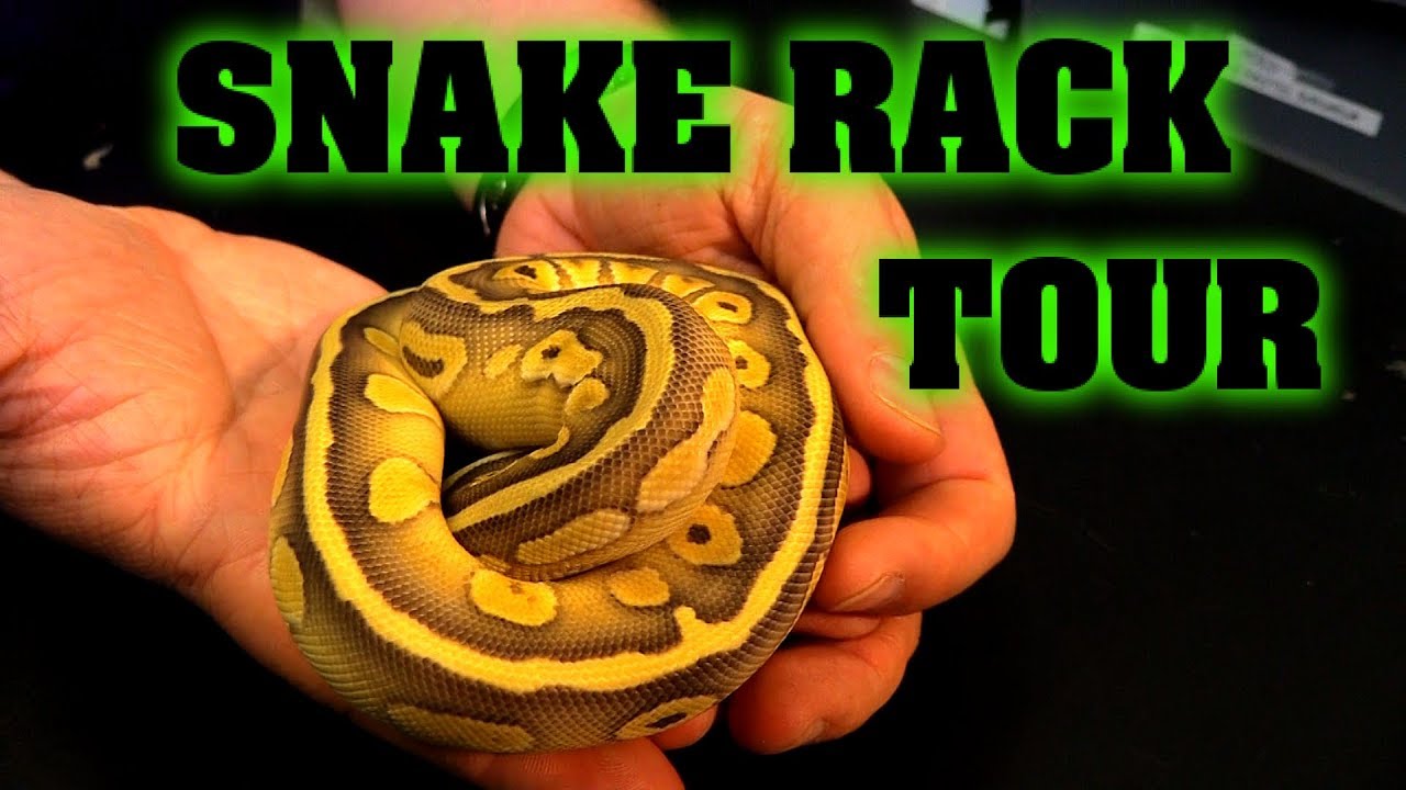 Reptile room tour!  Our fb10 racks!  THEY ALL WANT TO BITE ME!!