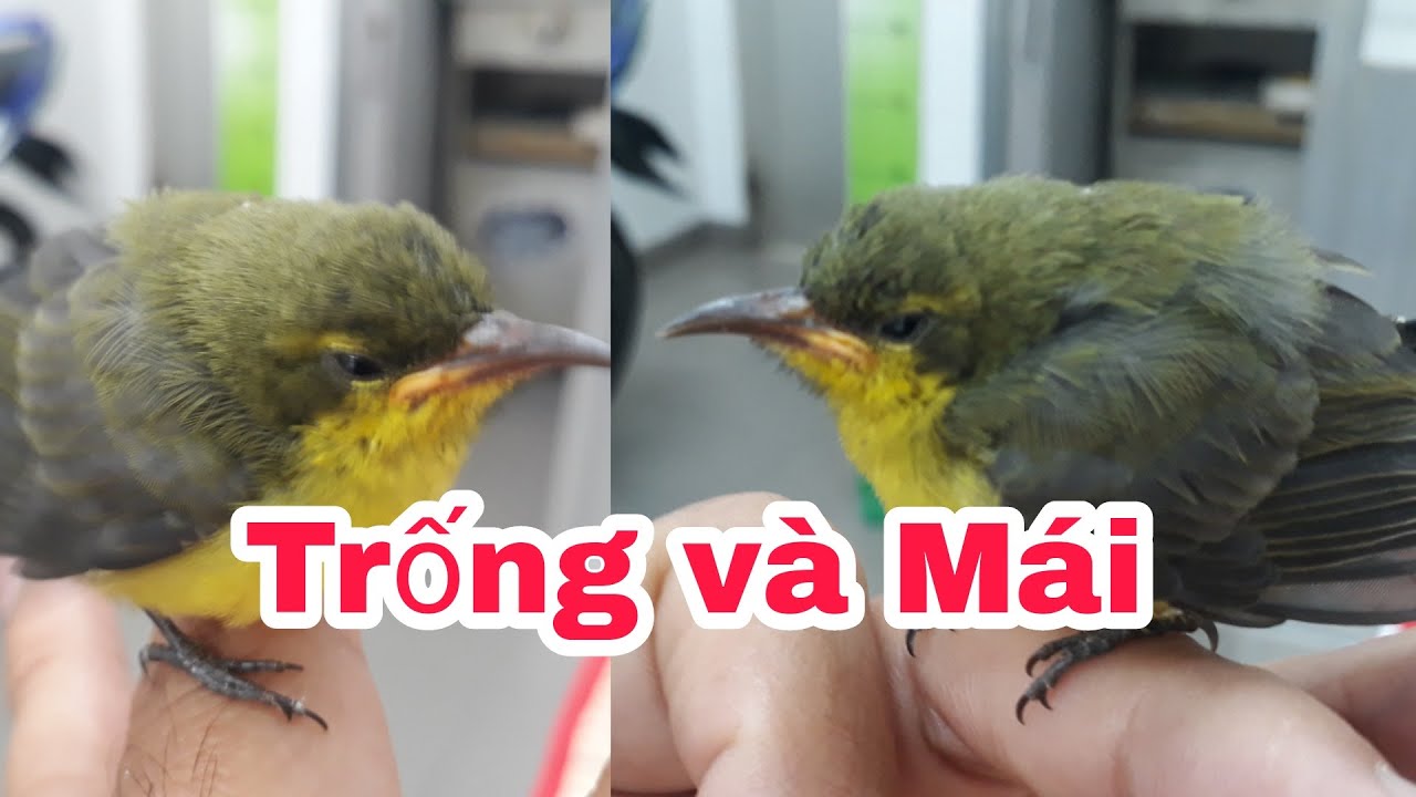 Chia sẽ cách nuôi chim hút mật con và cách phân biệt chim trống chim mái _ Cần Miền Tây