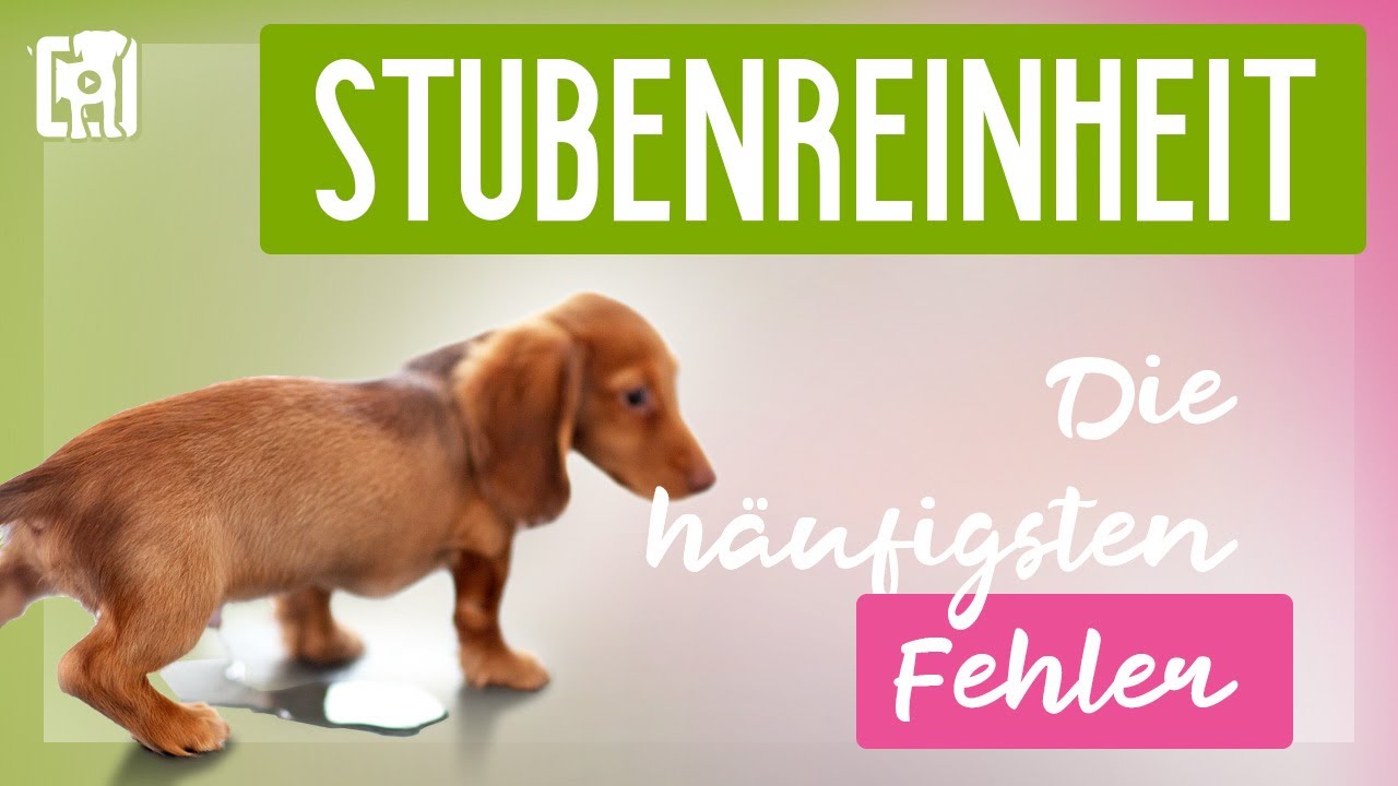 Stubenreinheit - Die häufigsten Fehler! [TOP 5]