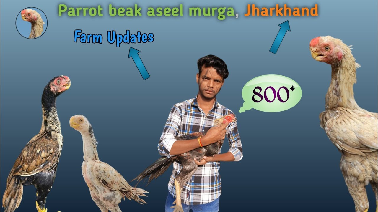 Parrot beak aseel murga farm in Jharkhand, very low price || 9123298878