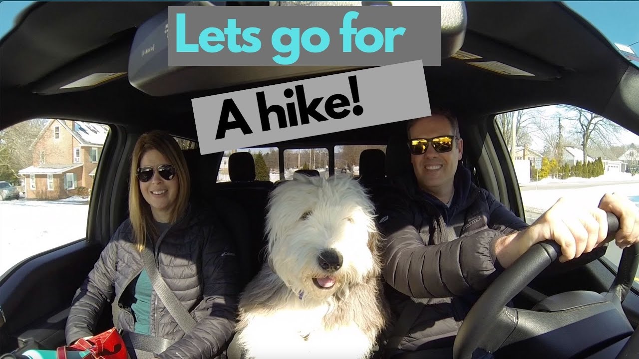 Old English Sheepdogs Hiking