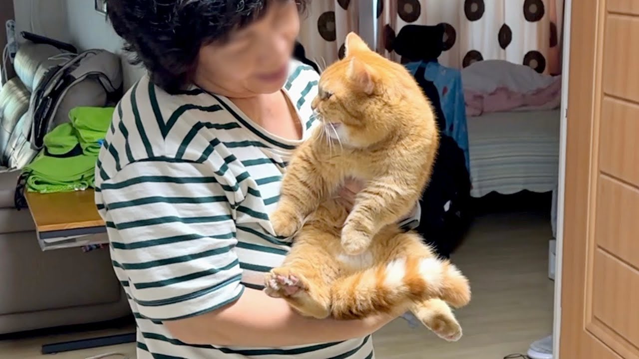 우리집 복덩이 덕배를 소개합니다❤️ 고양이 집사 일상 브이로그 📷✨