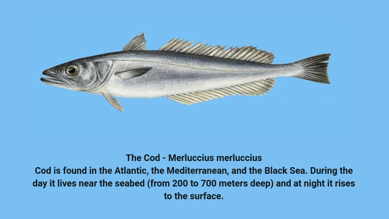 Fish   greek seas