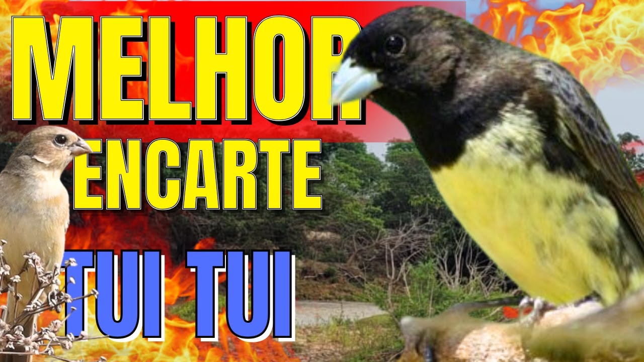 PAPACAPIM TUITUI PARA ENCARTE DE PAPACAPIM COM PIADO DE FÊMEA DE PAPA CAPIM PARA ESQUENTAR PAPACAPIM