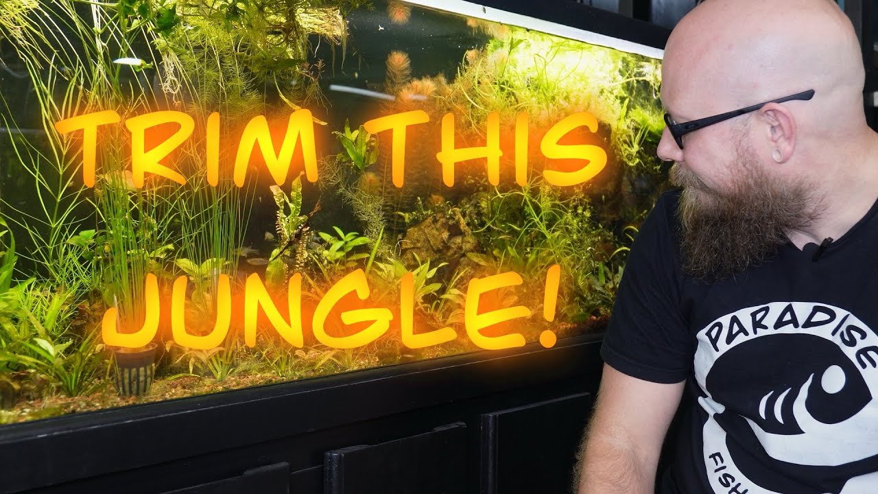125 Gallon CO2 Planted Tank Aquascaping and Planting