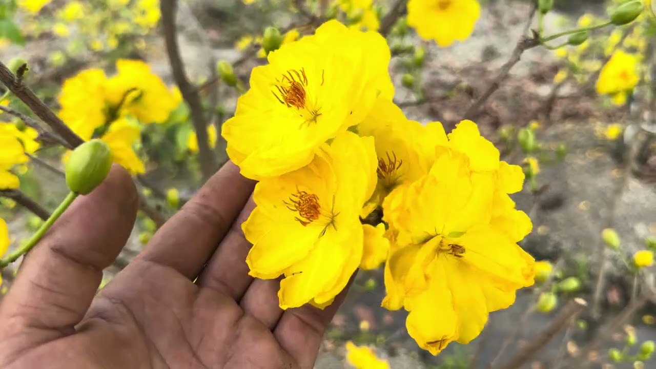 Mặt hoa b&ocirc;ng đẹp to giảo zin t&acirc;n ch&acirc;u của vườn mai hiếu nguyễn