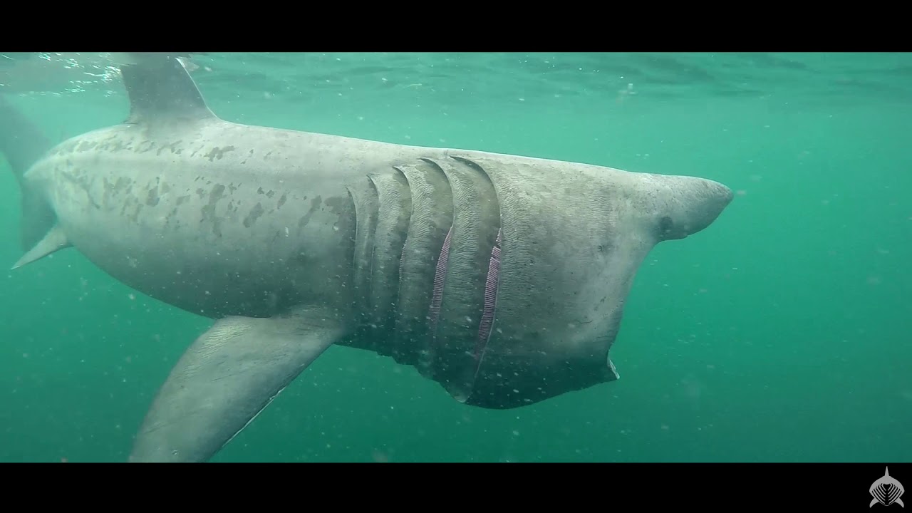 2016 Basking Shark Scotland Highlights