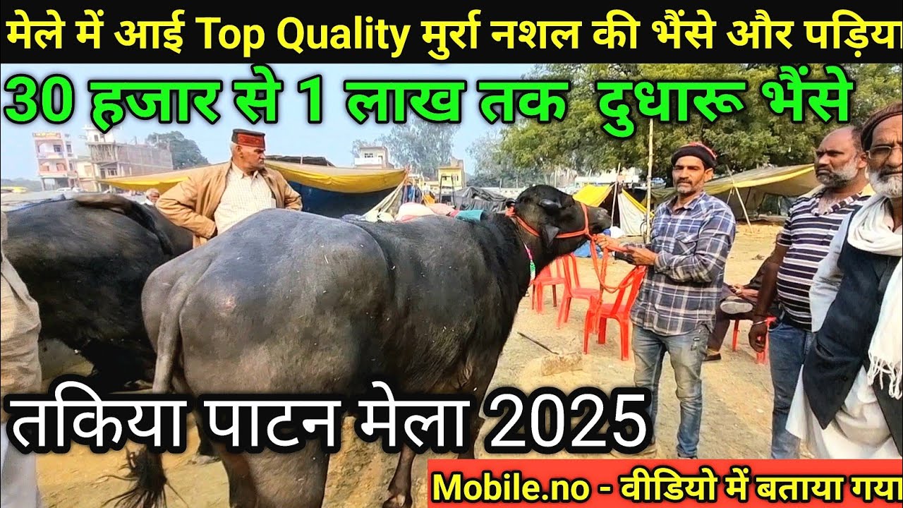 35 हजार से 1लाख में TOP Quality की #मुर्रा #भदावर ,खुंनी नशल की भैंसे ! Patan #TakiyaMela2025