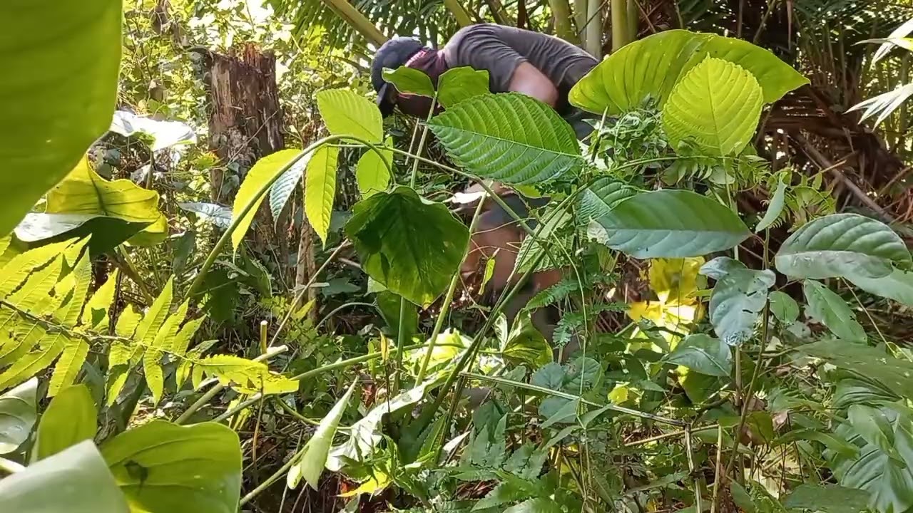 Sampai kebun langsung dengar durian jatuh Dan diakhir menemukan buah unik lagi.#9 @hatamhekal 