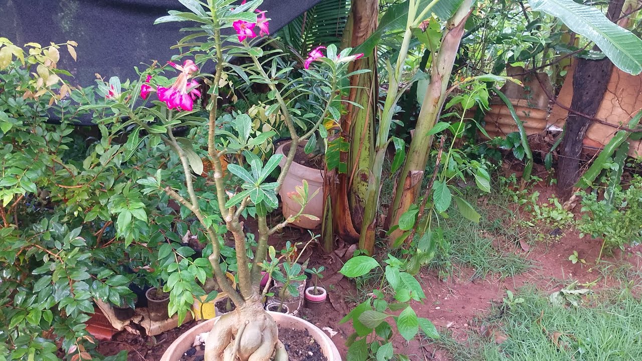 Divulgando as plantas,preço bom#brasil #floricultura #minasgerais 