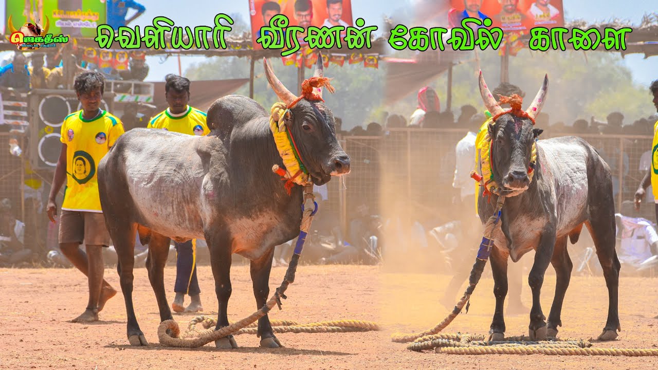 #பட்டமங்கலம்_நாடு_வெளியாரி_வீரணன்_கோவில்_காளைVs #நாலூர்_நாடு_அரசனூர்_நொண்டிச்சாமி_குழு_வீரர்கள்
