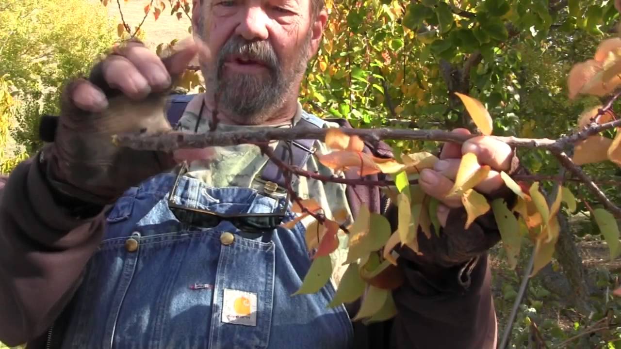 Apricot Pruning 2015
