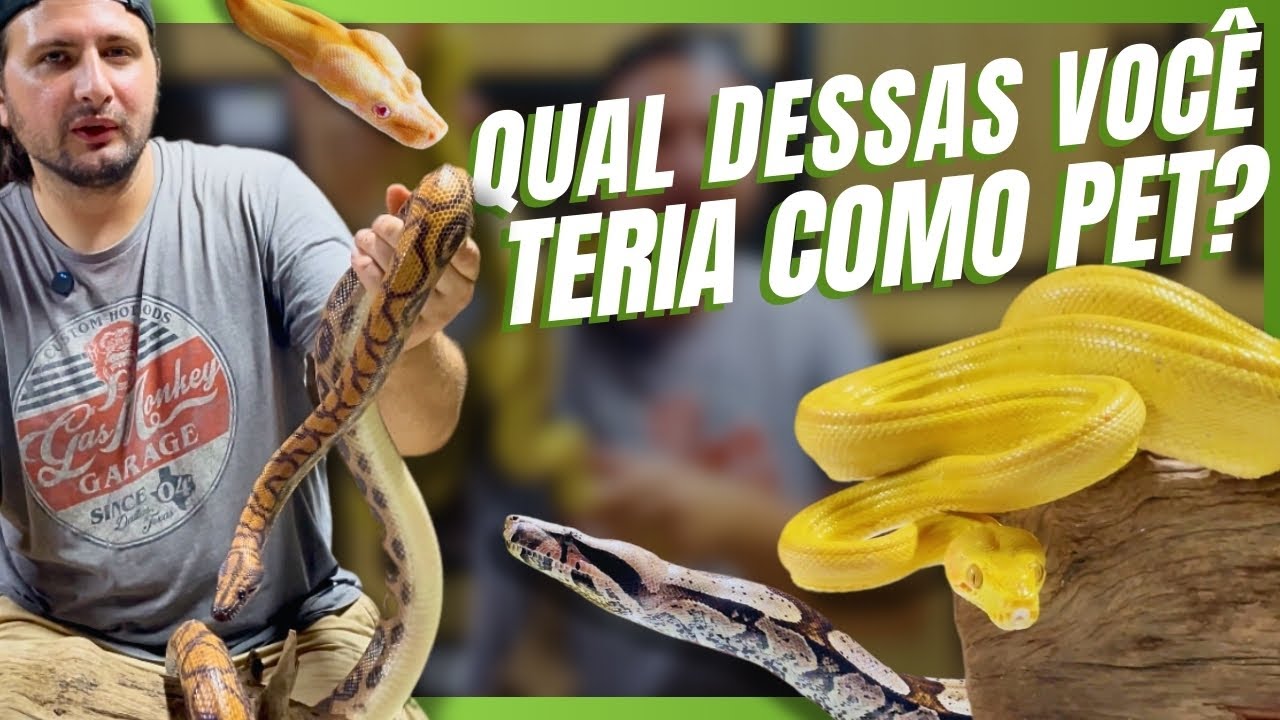 QUAL O MELHOR BOÍDEO PARA VOCÊ TER COMO PET?