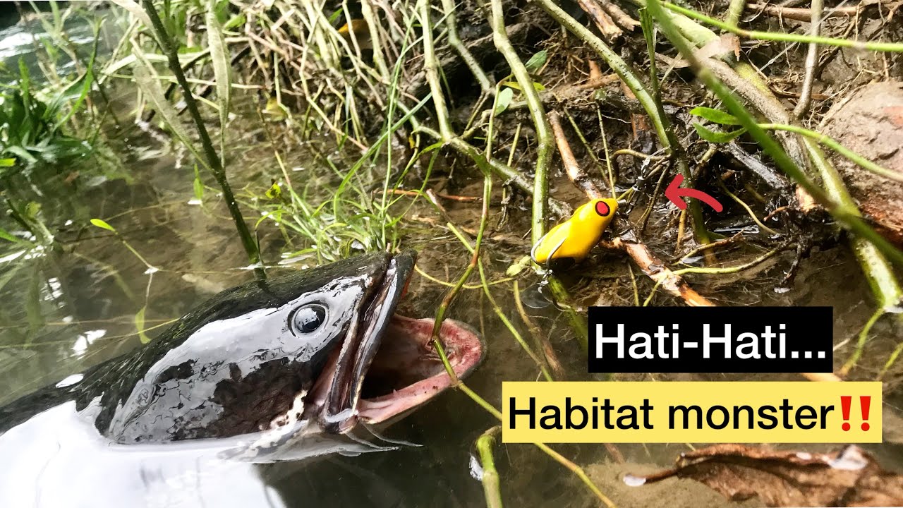 WALCOME BACK!! BERBURU IKAN GABUS BABON DI HABITAT MONSTER
