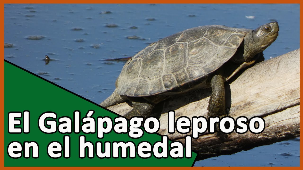 🟠🐢GALÁPAGO leproso AUTÓCTONO. ⚠️Galápago de FLORIDA especie INVASORA.⚠️