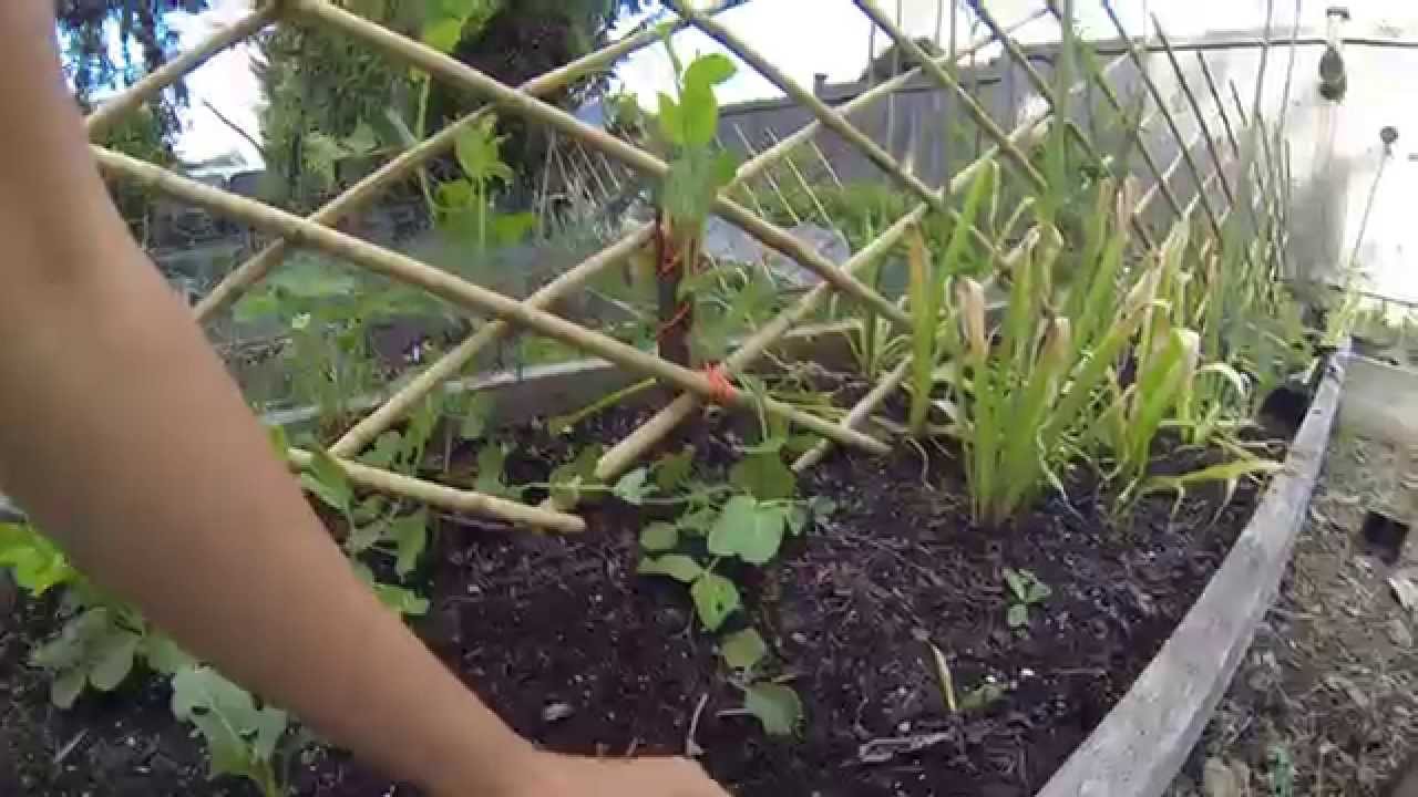 Spring Garden Tour - Seattle May 5, organic backyard garden