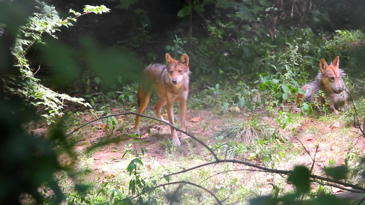 Endangered Wolf Center - Our Mission