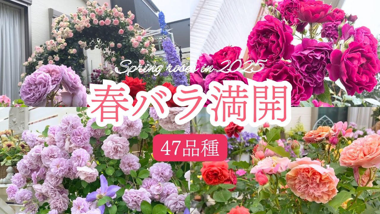 【2025年春バラ満開】綺麗に咲いたバラ47品種紹介します🌹