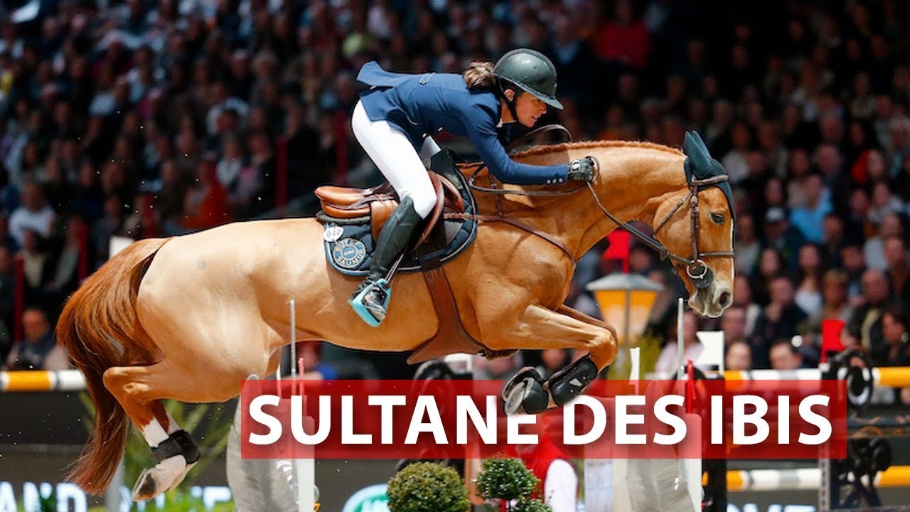 Une journée dans la vie de ...SULTANE DES IBIS