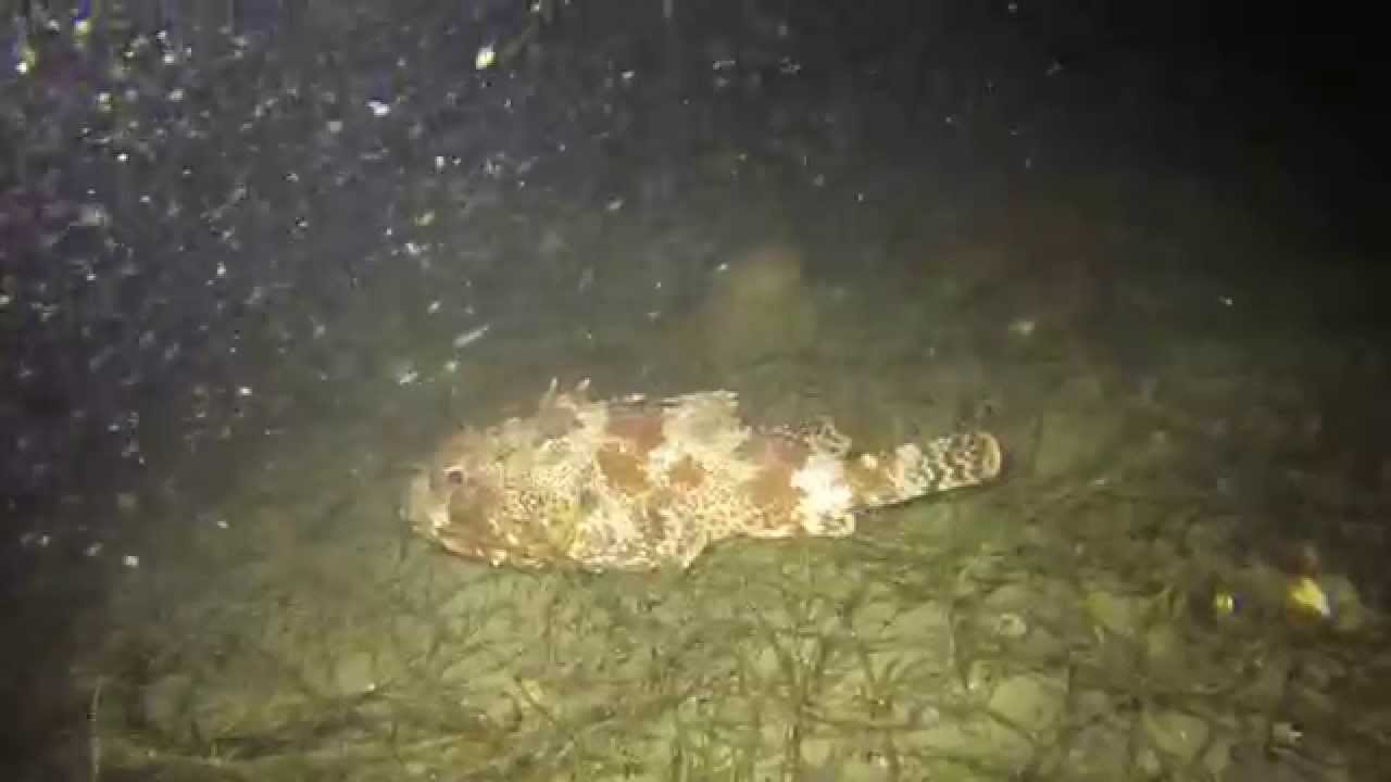Sculpin Eats a Kelp Bass