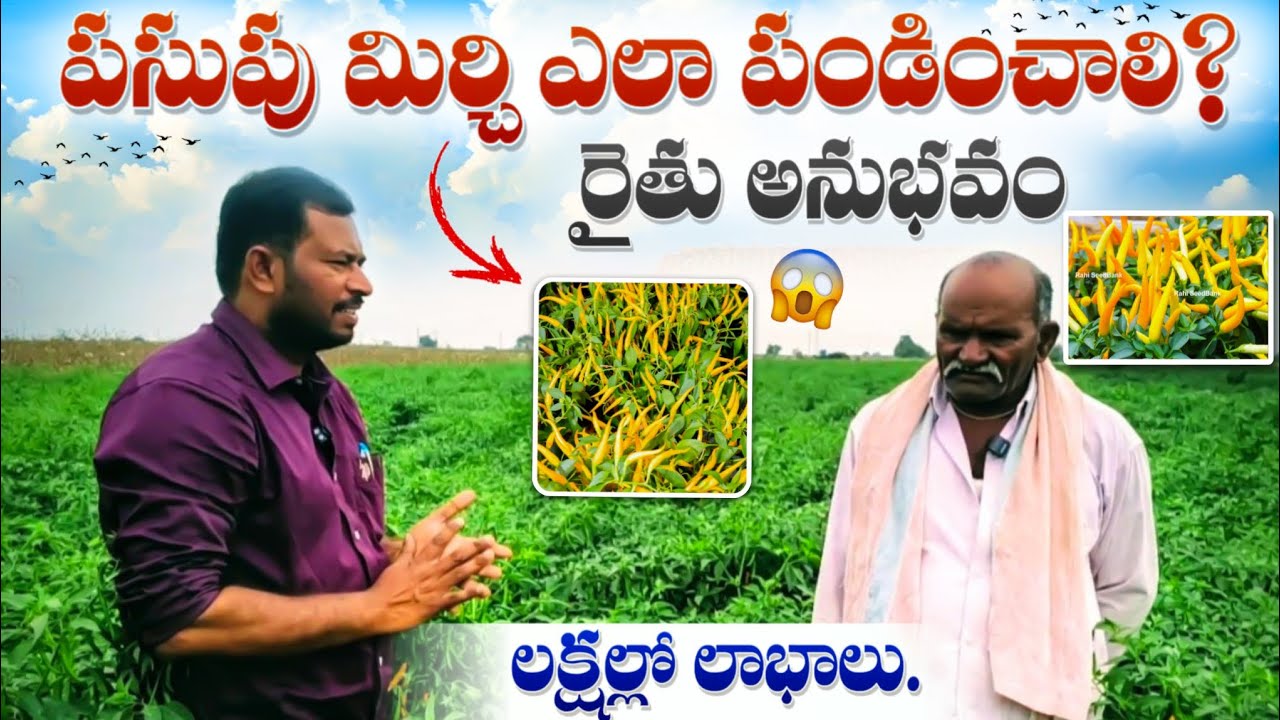 పసుపు మిర్చి సాగుతో లక్షల్లో లాభాలు. సాగు విధానం మరియు మార్కెటింగ్ పూర్తి వివరాలు.